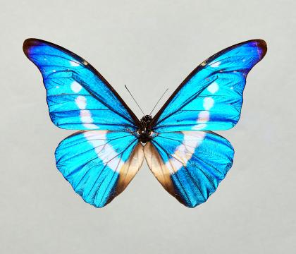 Morpho helena