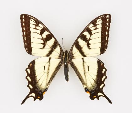 Papilio canadensis