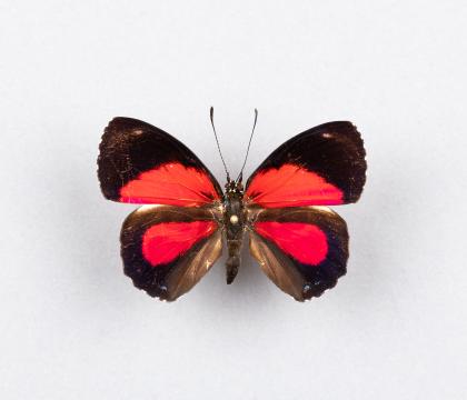 Palulogramma peristera