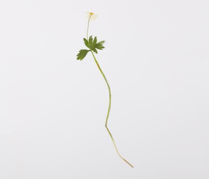 홀아비바람꽃