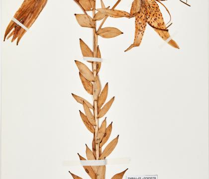 참나리