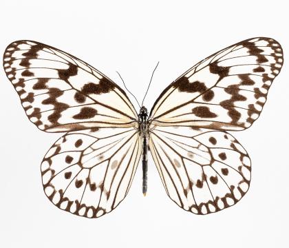 Idea leuconoe