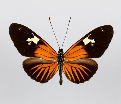Heliconius xanthocles