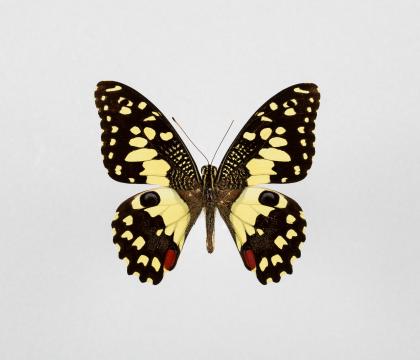Papilio demoleus
