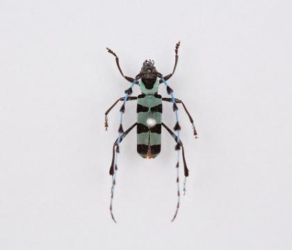 Rosalia lameerei