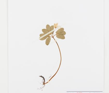 꿩의바람꽃
