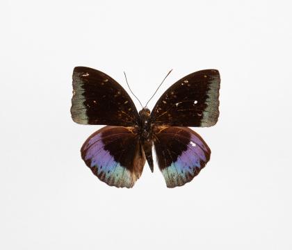 Lexias Cyanipardus