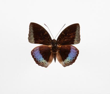 Lexias Cyanipardus