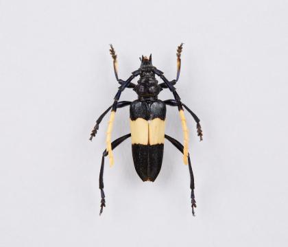 Pachyteria dimidiata  