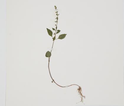 산골무꽃