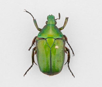 Heterorrhina leonardi