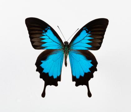 Papilio ulysses