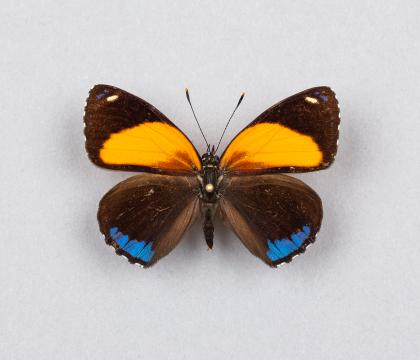 Callicore eunomia