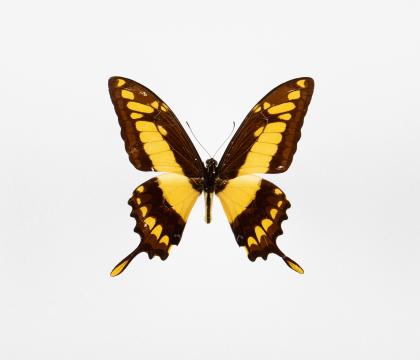 Papilio thoas