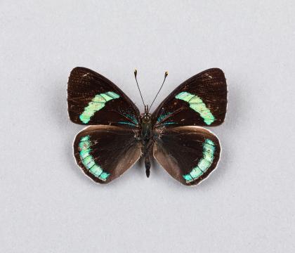 Diaethria neglecta