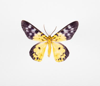 Dysphania militaris