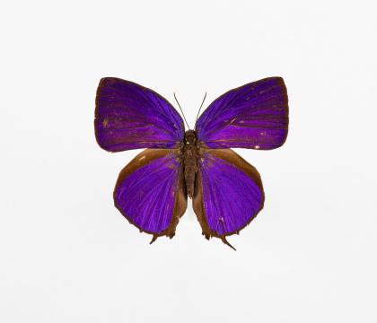 Arhopala hercules