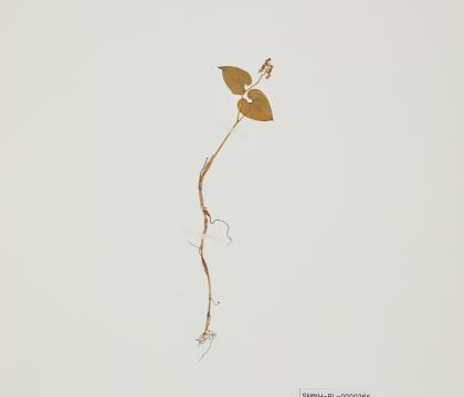 두루미꽃