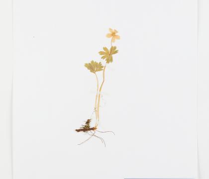 홀아비바람꽃
