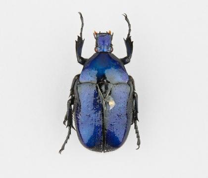 Torynorrhina flammea