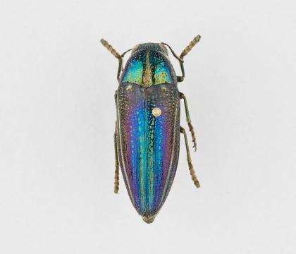 Amblysterna natalensis