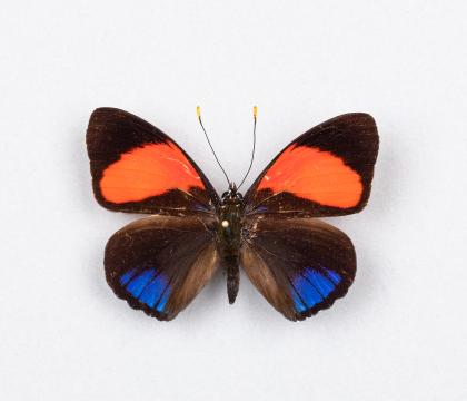 Callicore cajetani