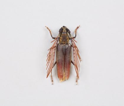 Cyriopalus wallacei