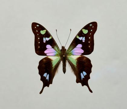 Graphium weiskei