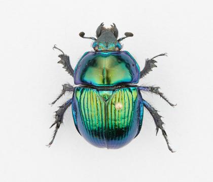 Geotrupes auratus