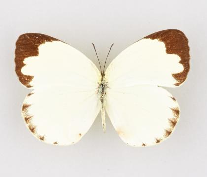Eurema hecabe