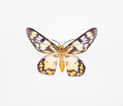 Dysphania militaris
