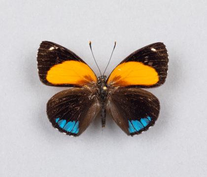 Callicore eunomia