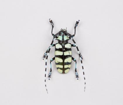 Anoplophora elegans