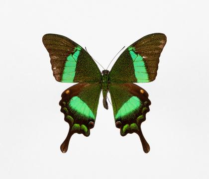 Papilio palinurus