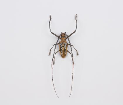 Batocera wallacei