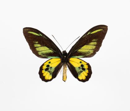 Ornithoptera rothschildi