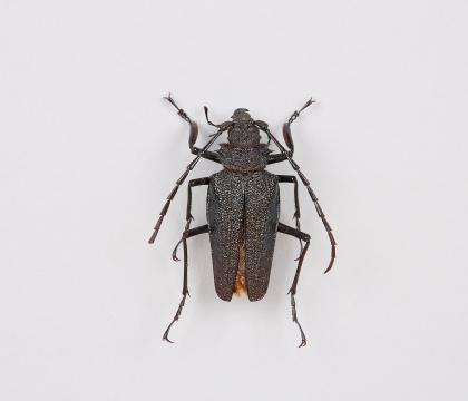Psalidognathus modestus