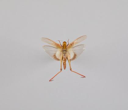 Orthoptera sp. 1