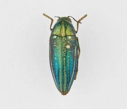 Amblysterna natalensis