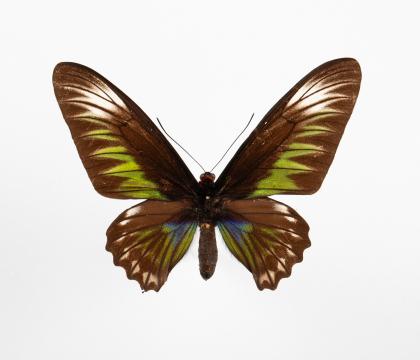 Trogonoptera brookiana