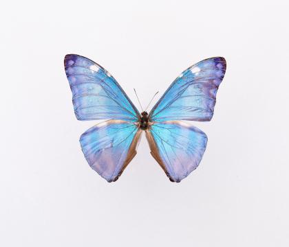 Morpho adonis(marcus) 