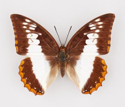 Charaxes protoclea