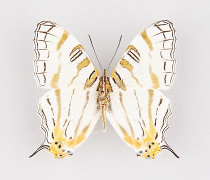 Cyrestis camillus elegans