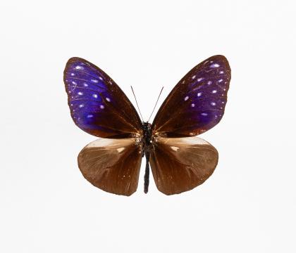 Euphoea mulciber