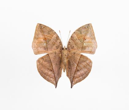 Kallima limborgi