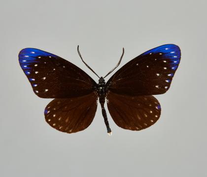 미다미아나방