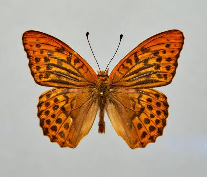 은줄표범나비