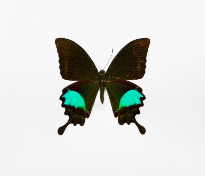 Papilio paris