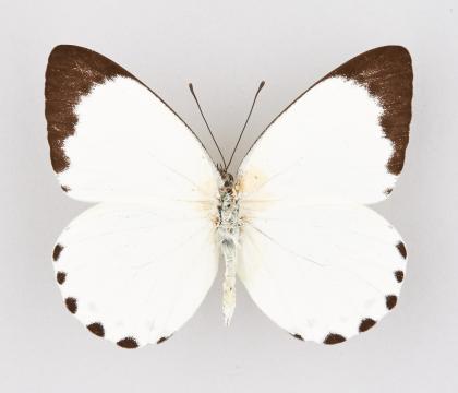 Belenois theuszi