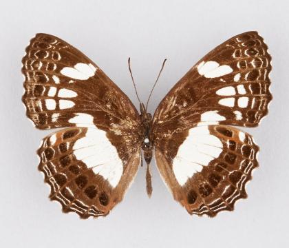 Neptidopsis ophione ophione